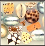 Ocean Shells