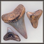 Petrified Shark Teeth-Seven Thousand Years Old