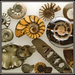 Russian & Moroccan Ammonite-350 Million Years Old
