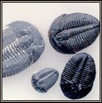 Trilobite-300 Million Years Old